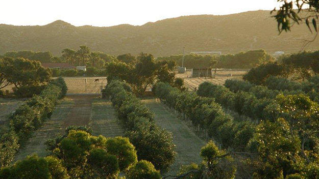 Bentwood Olive Grove Accommodation Greenough Exterior foto